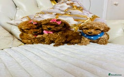 Maltipoo dogs for sale: Exquisite tiny F1 Toy Maltipoo puppies 🐶 🧸  - Image 9
