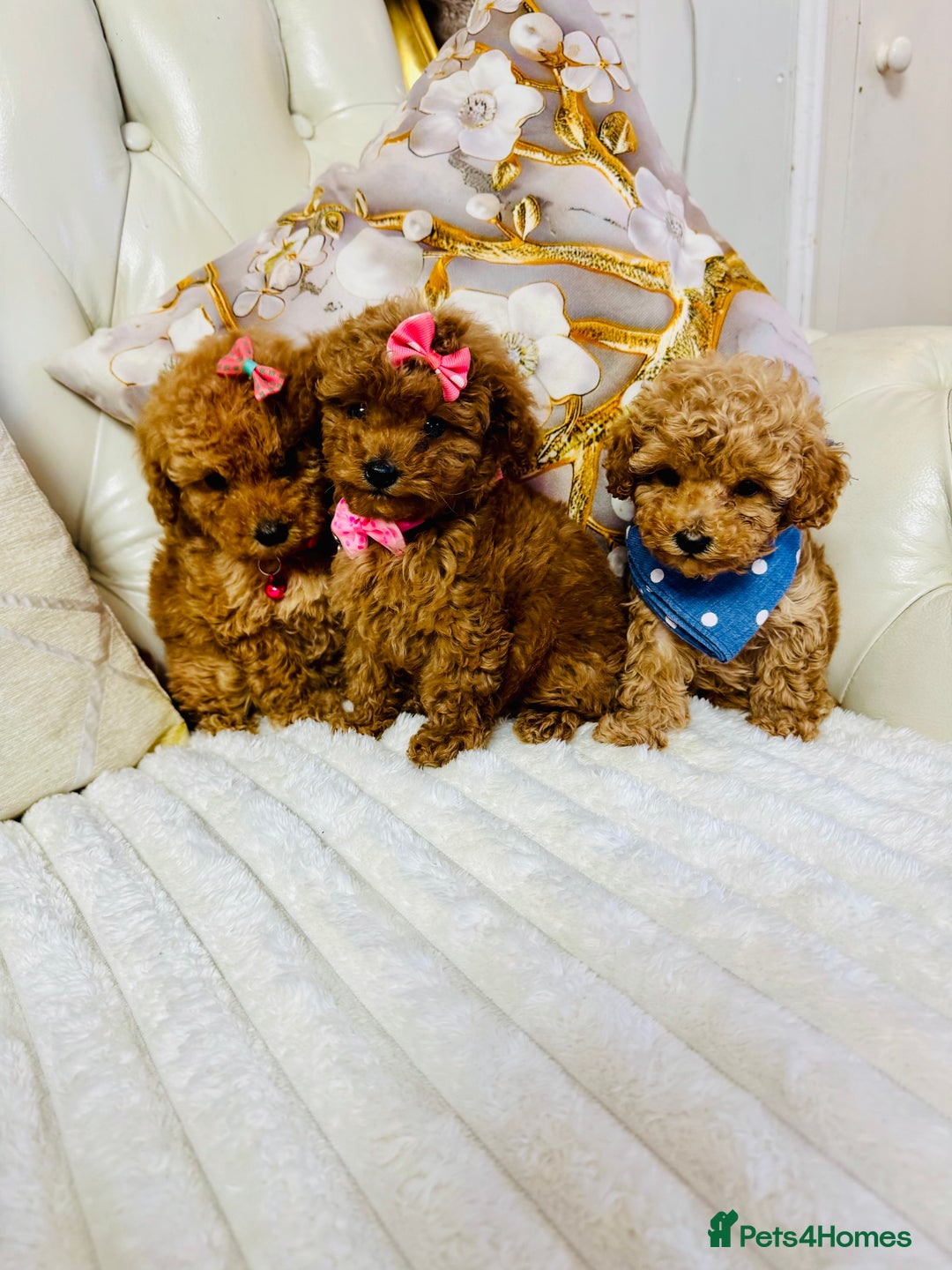 Maltipoo dogs for sale: Exquisite tiny F1 Toy Maltipoo puppies 🐶 🧸  - Image 9