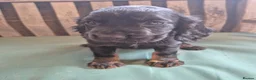Cocker Spaniel dogs for sale: Kc reg cocker spaniel pups - Advert 14