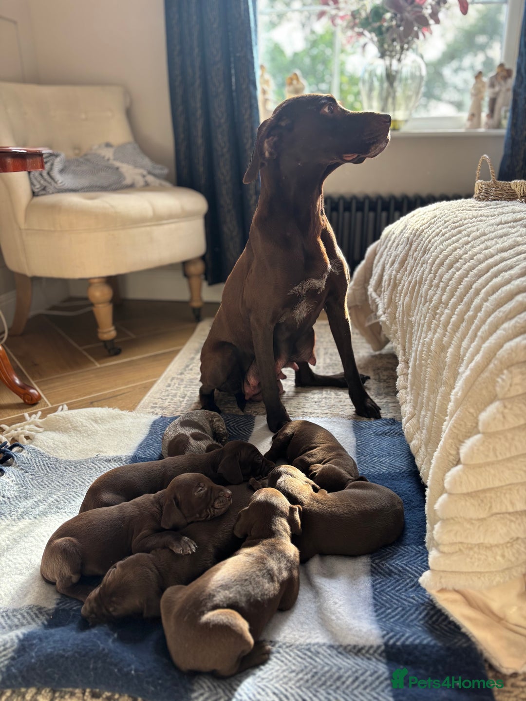German Shorthaired Pointer dogs for sale: Stunning KC German Shorthaired Pointer Puppies - Image 12