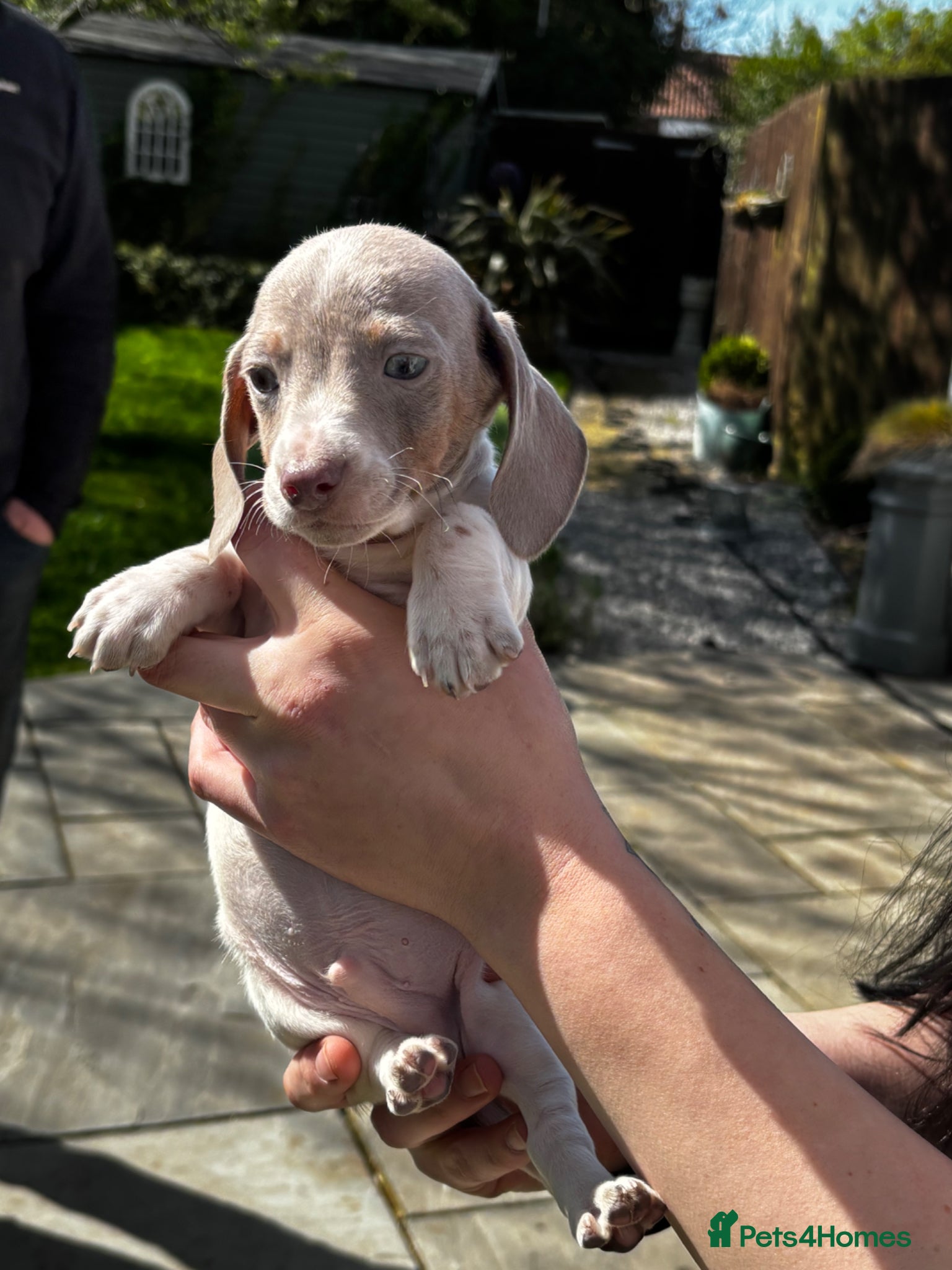 Miniature Dachshund dogs Unique beautiful mini dachshunds  - Advert 1