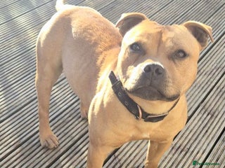 Staffordshire Bull Terrier dogs 🥨RED BOY"GUSS"🥨 in Birmingham - Advert 1