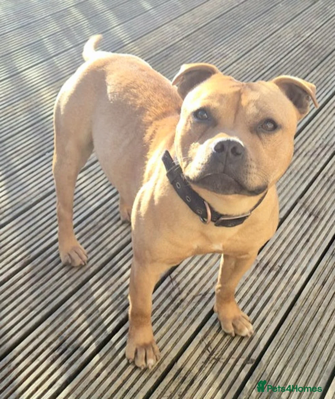 Staffordshire Bull Terrier dogs for stud: 🥨RED BOY"GUSS"🥨 in Birmingham - Advert 2