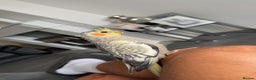 Cockatiels birds for sale: Male cockatiel for sale 9 month old hand tame  - Advert 6