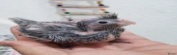 Cockatiels birds for sale: Cockatiels  - Advert 7