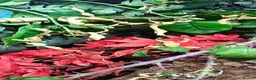 Mixed Breed reptiles for sale: Stick insects  in Cheltenham - Advert 3