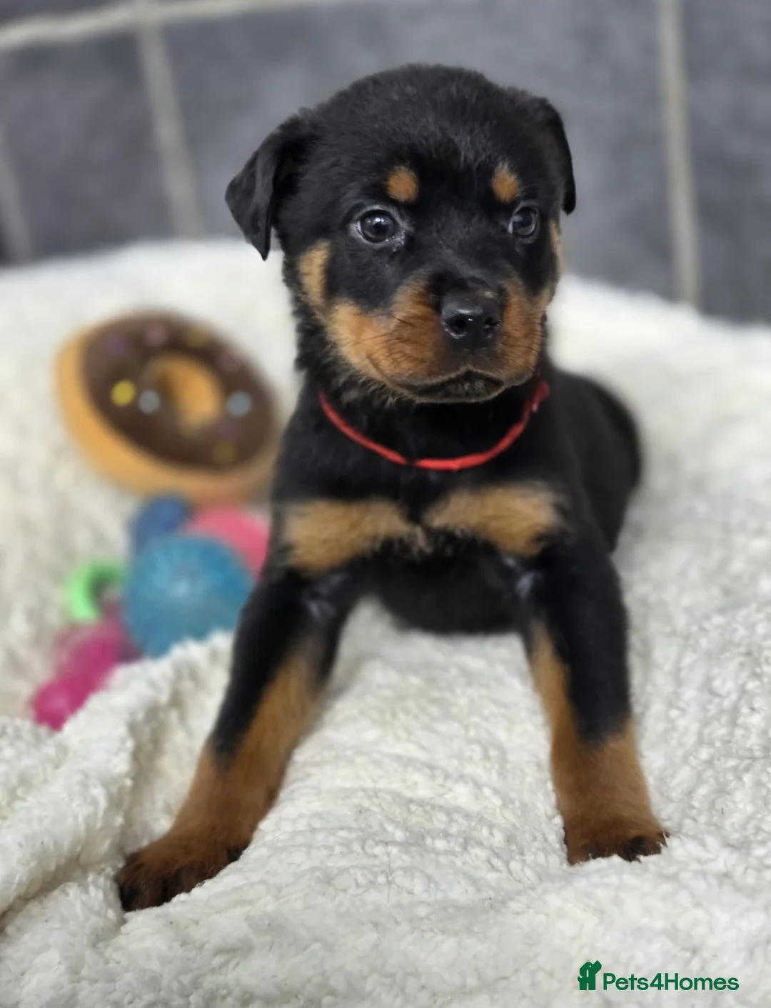 Rottweiler dogs for sale: Stunning Rottweiler pups - Advert 19