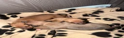 Italian Greyhound dogs for sale: Italian grey hounds  - Advert 11