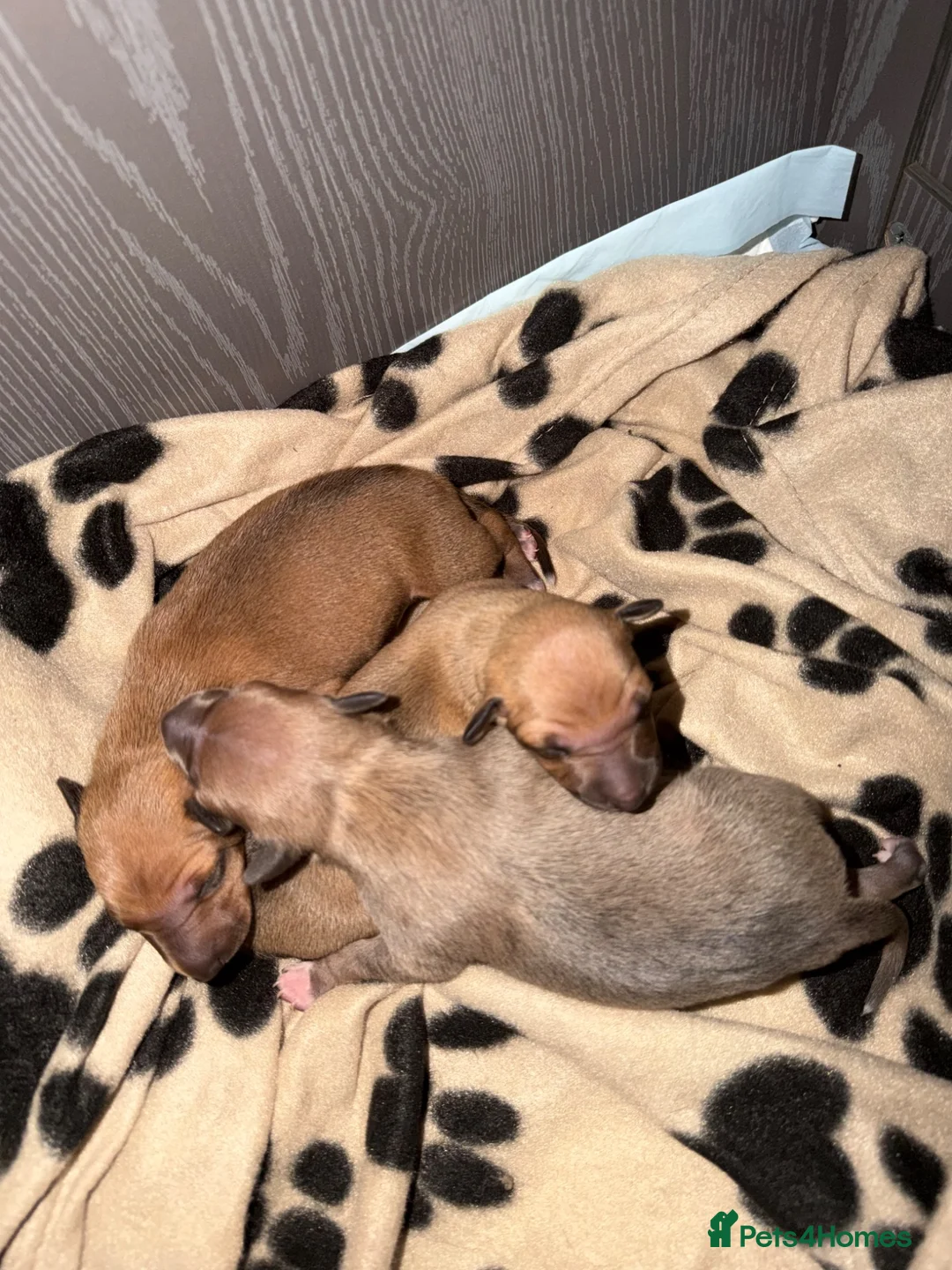 Italian Greyhound dogs for sale: Italian grey hounds  - Advert 11