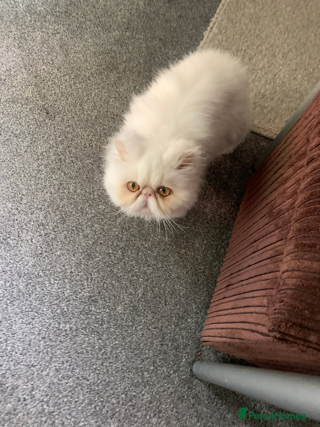 Persian cats for sale: Beautiful Persian - Image 3