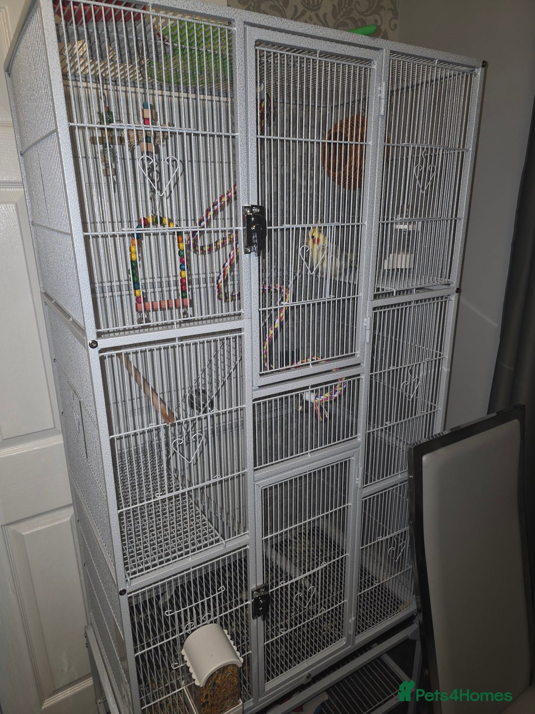 Cockatiels birds for sale: Male cocktails - Advert 2