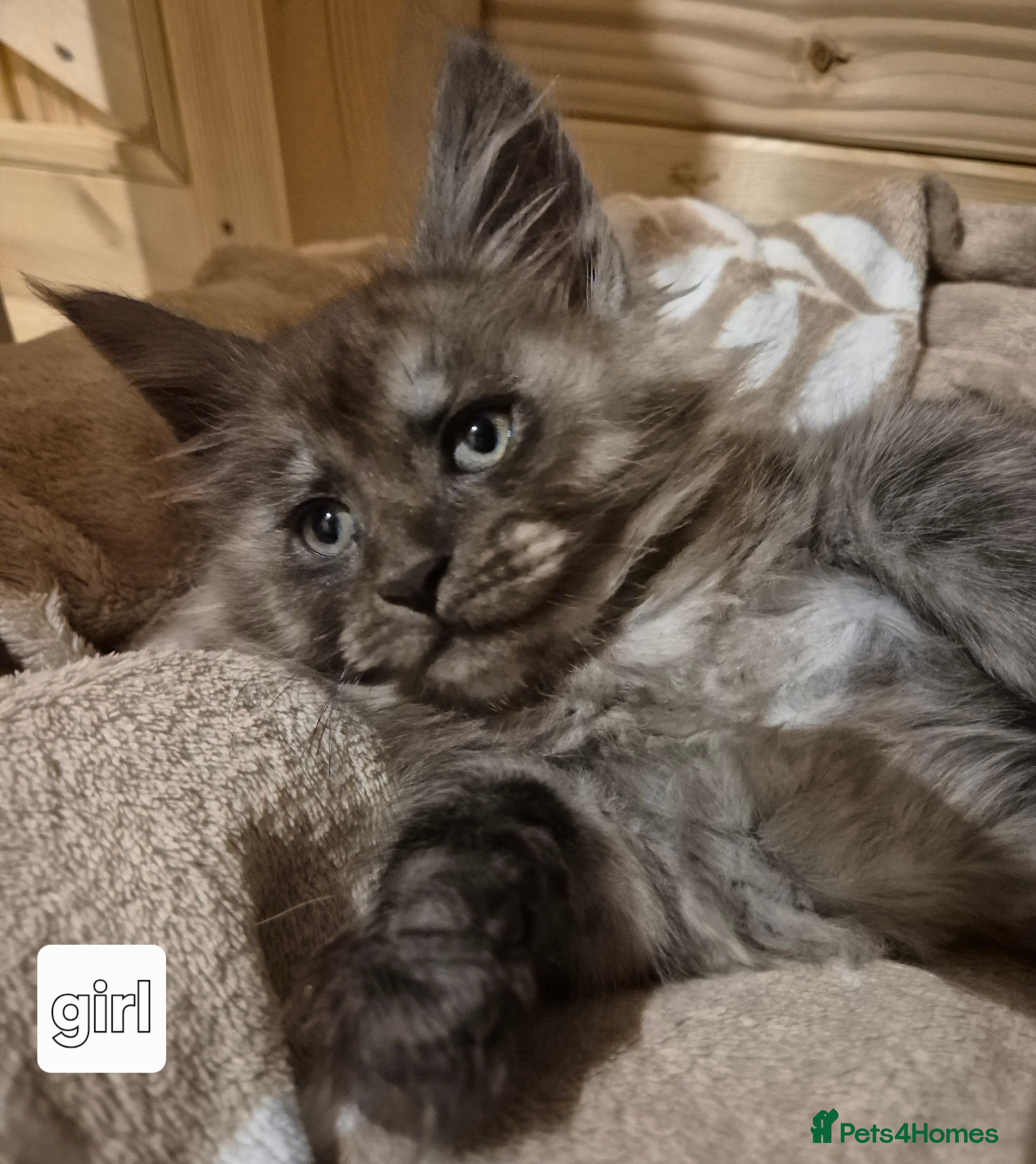 Maine Coon cats Mein Con - Advert 5