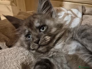 Maine Coon cats Mein Con - Advert 5