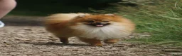 Pomeranian dogs for sale: * Pomeranians available to forever loving homes * - Advert 9