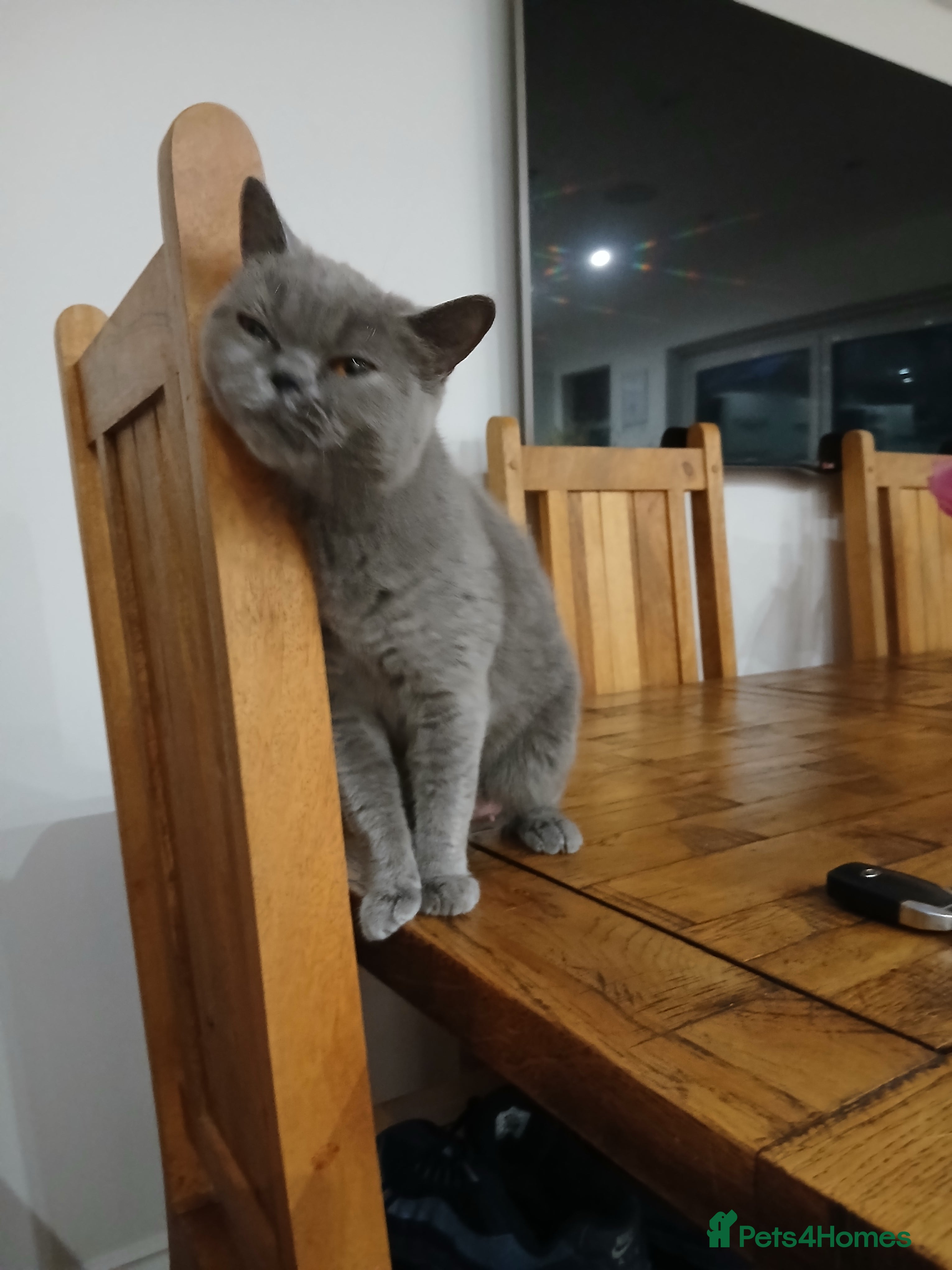 British Shorthair cats British blue kittens - Advert 5