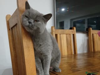British Shorthair cats British blue kittens - Advert 4