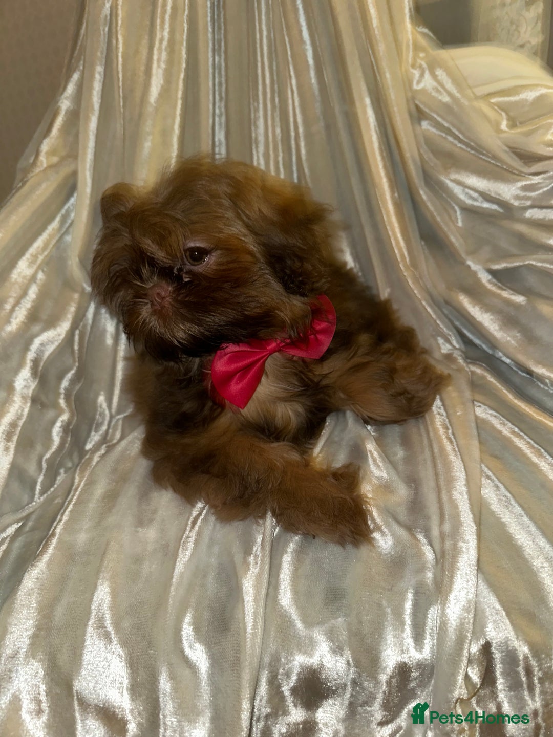 Shih Tzu dogs for sale:  Liver nosed chocolate orange Karashishi Shih tzu  - Advert 7