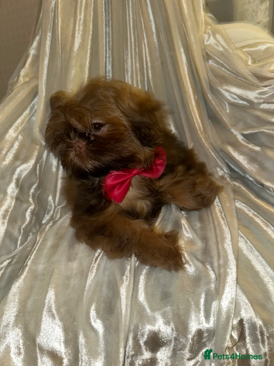 Shih Tzu dogs for sale:  Liver nosed chocolate orange Karashishi Shih tzu  - Advert 7