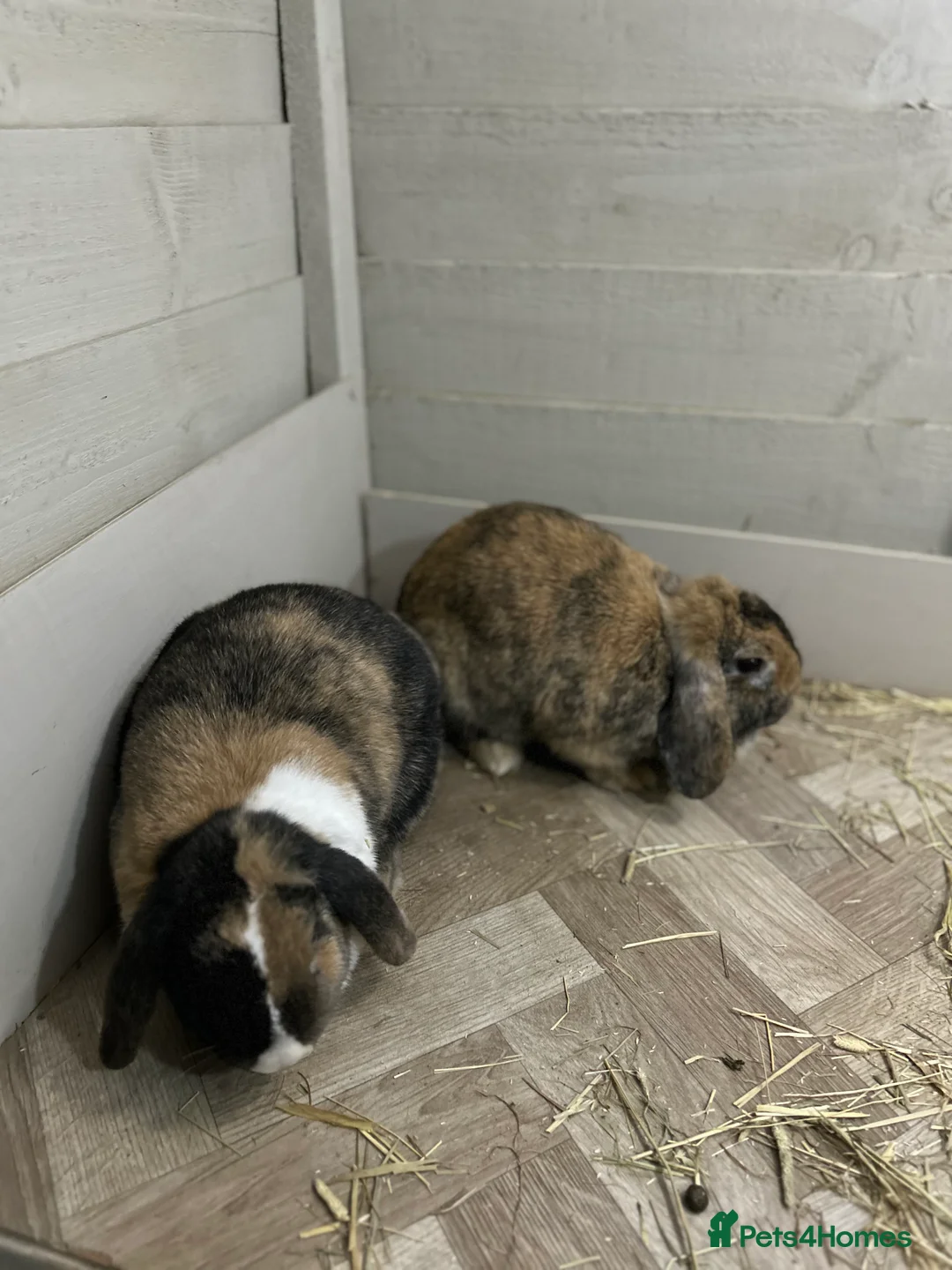 Mixed Breed rabbits for sale:  female rabbit pair  - Advert 2