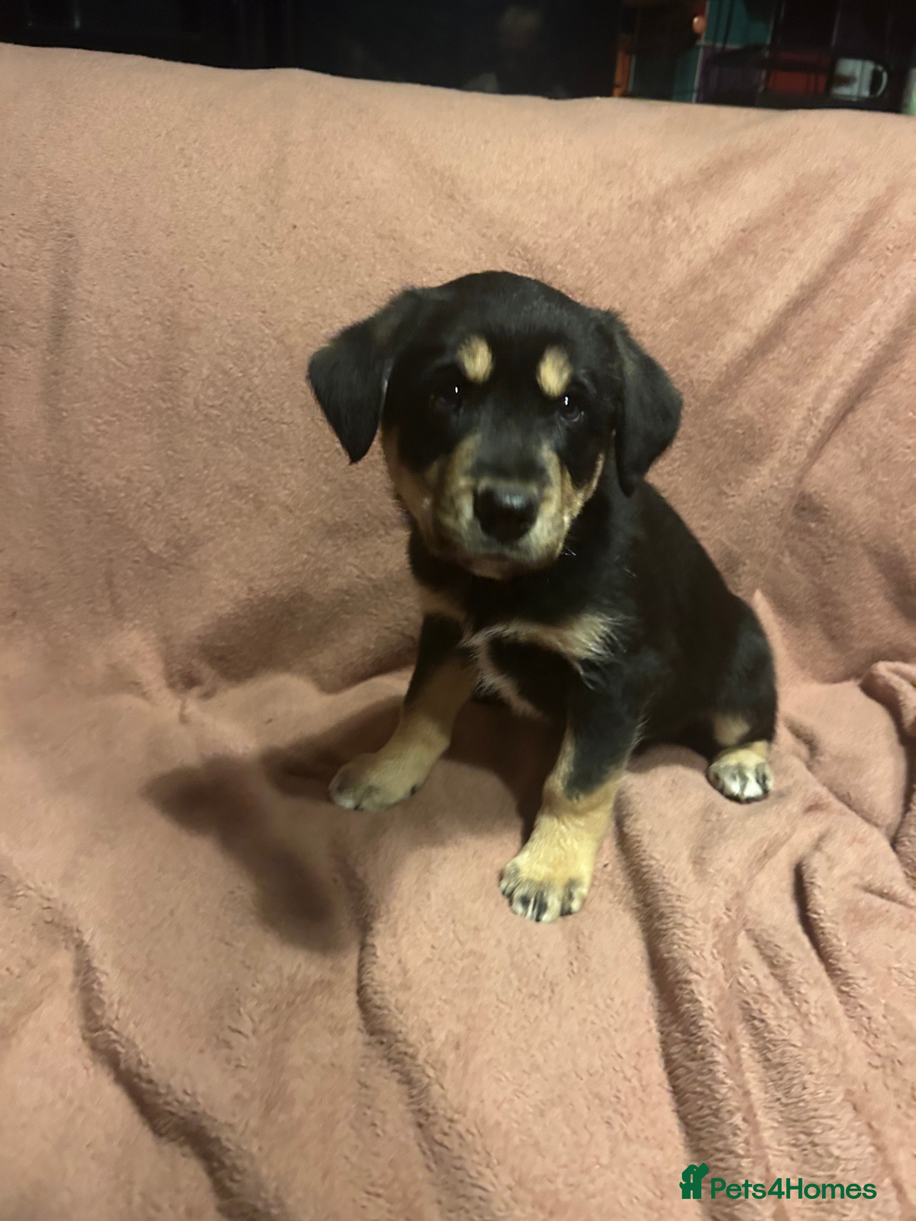 Mixed Breed dogs Borador puppies for sale - Advert 2