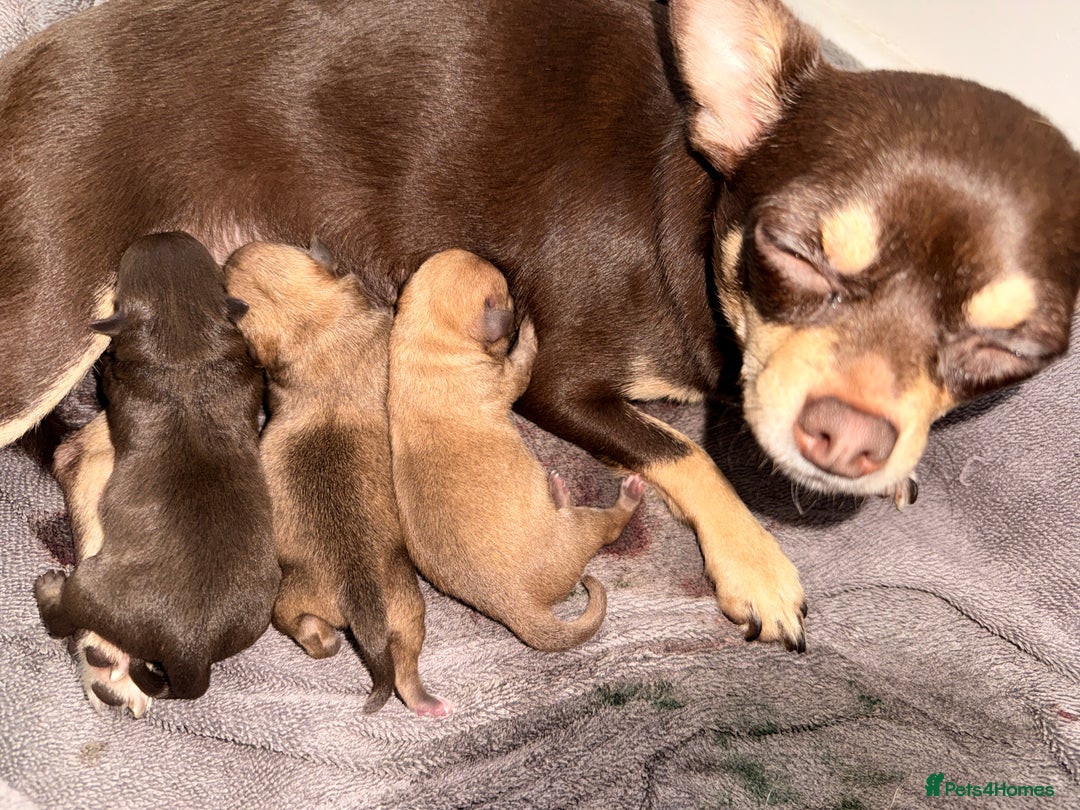 Chihuahua dogs for sale: Small Chihuahua puppies available today - Advert 1