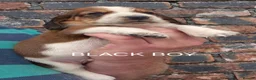 Basset Hound dogs for sale: KC BASSET HOUND PUPPIES FROM HEALTH TESTED PARENTS - Advert 10