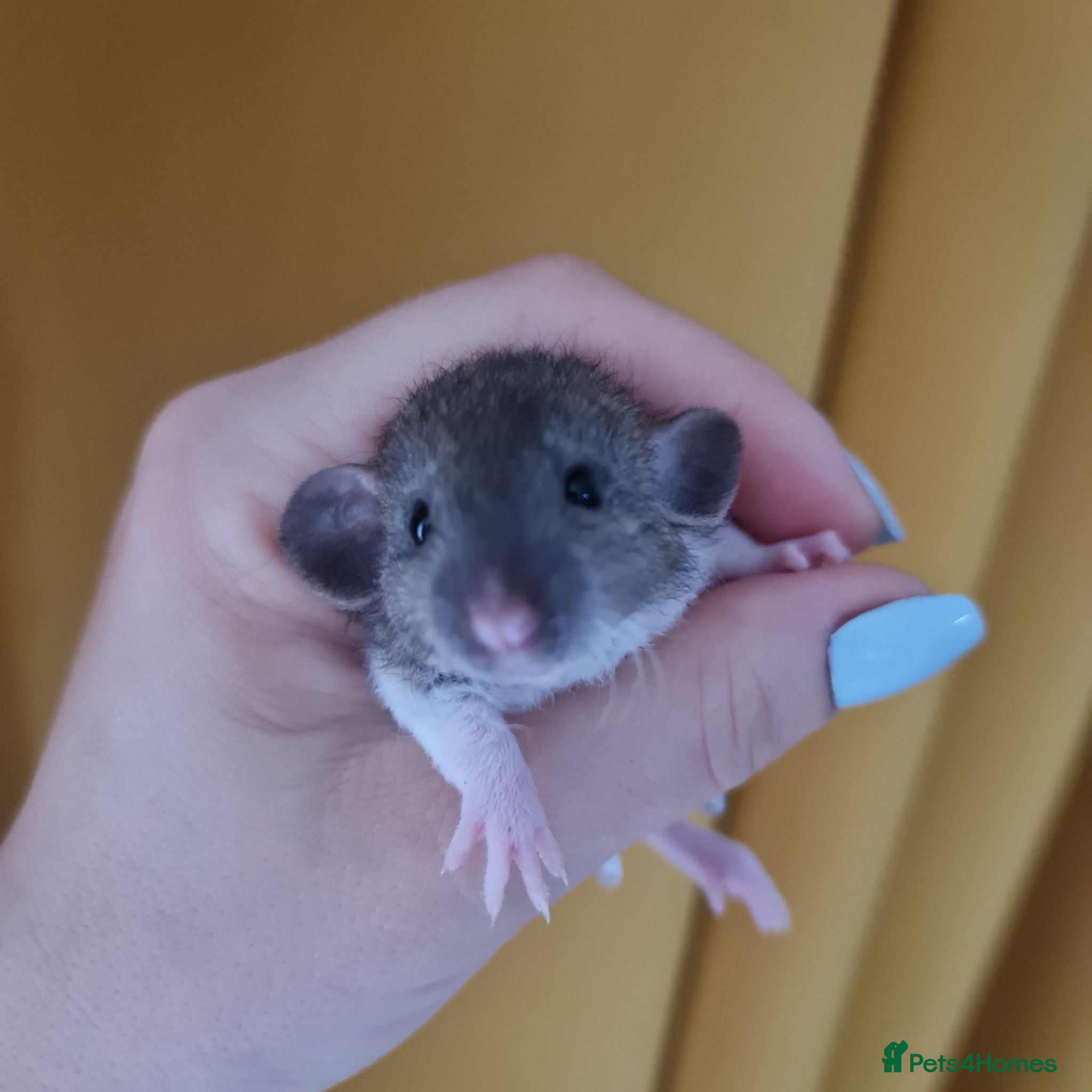 Rat rodents Baby rats looking for forever loved home  - Advert 1