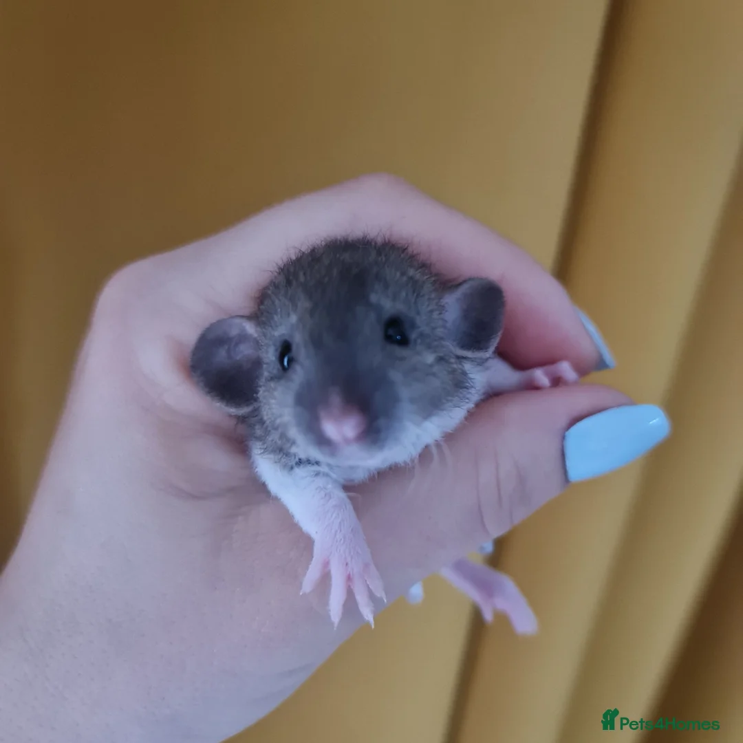 Rat rodents for sale: Baby rats looking for forever loved home  - Advert 1