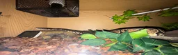 Python Snake reptiles for sale: Royal python  in Fakenham - Advert 3