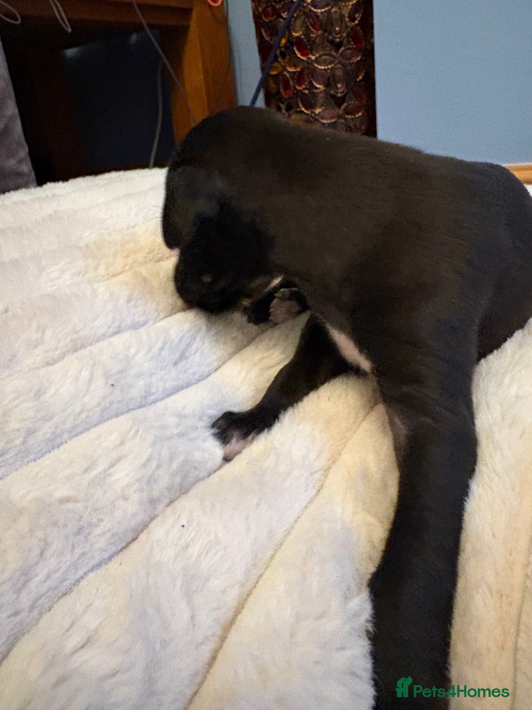 Whippet dogs for sale: Whippet Puppies - Advert 19