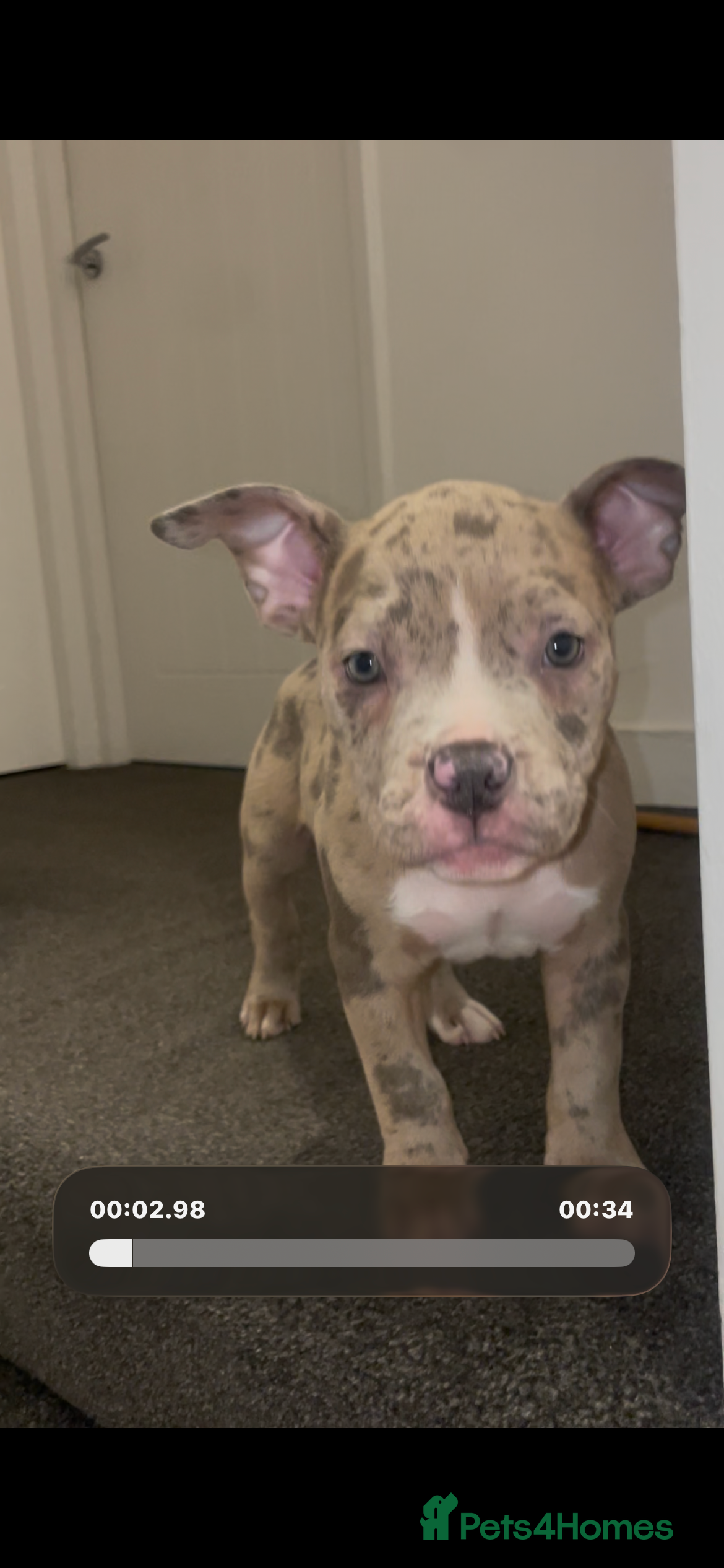 American Bully dogs ABKC registered Pocket bully/American bully   - Advert 3