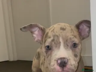 American Bully dogs ABKC registered Pocket bully/American bully - Advert 3