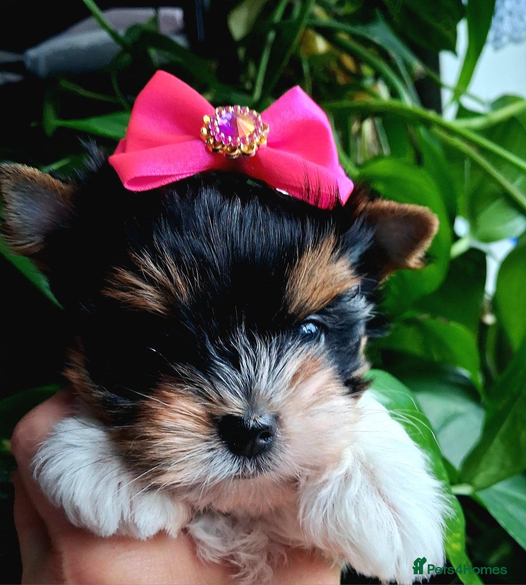 Biewer Terrier dogs for sale: Beautiful 2 mini girls - Advert 26