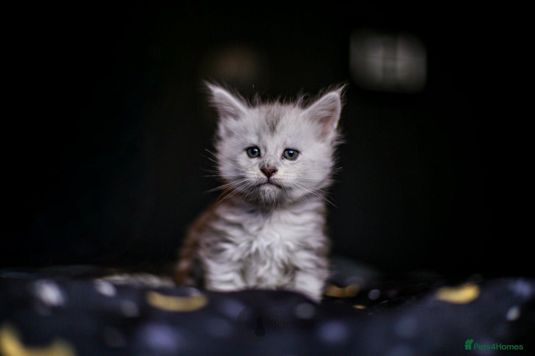 Maine Coon cats for sale: TICA PEDIGREE MAINE COON SHADED KITTENS AVAILABLE - Advert 16