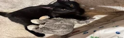 Bombay cats for sale: Leo       in Reading - Advert 4