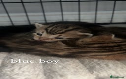 Mixed Breed cats for sale: bengal x - Image 2