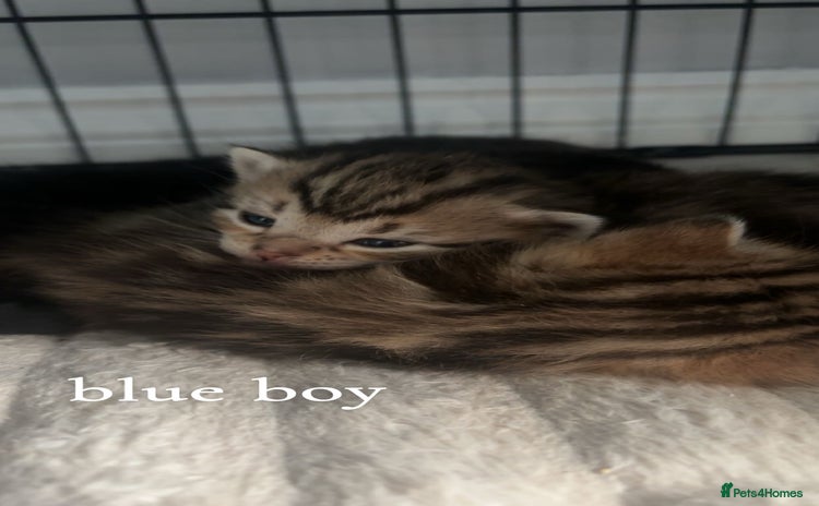 Mixed Breed cats - Advert 11