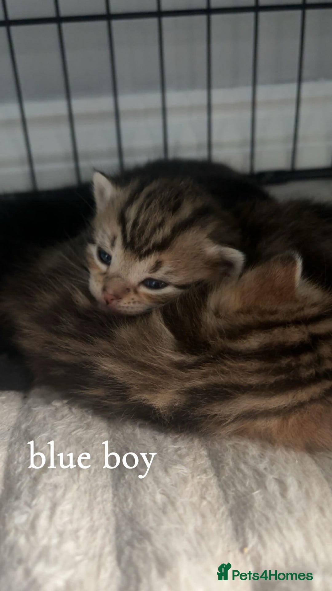 Mixed Breed cats for sale: bengal x - Image 2