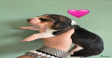 Basset Hound dogs - Advert 3
