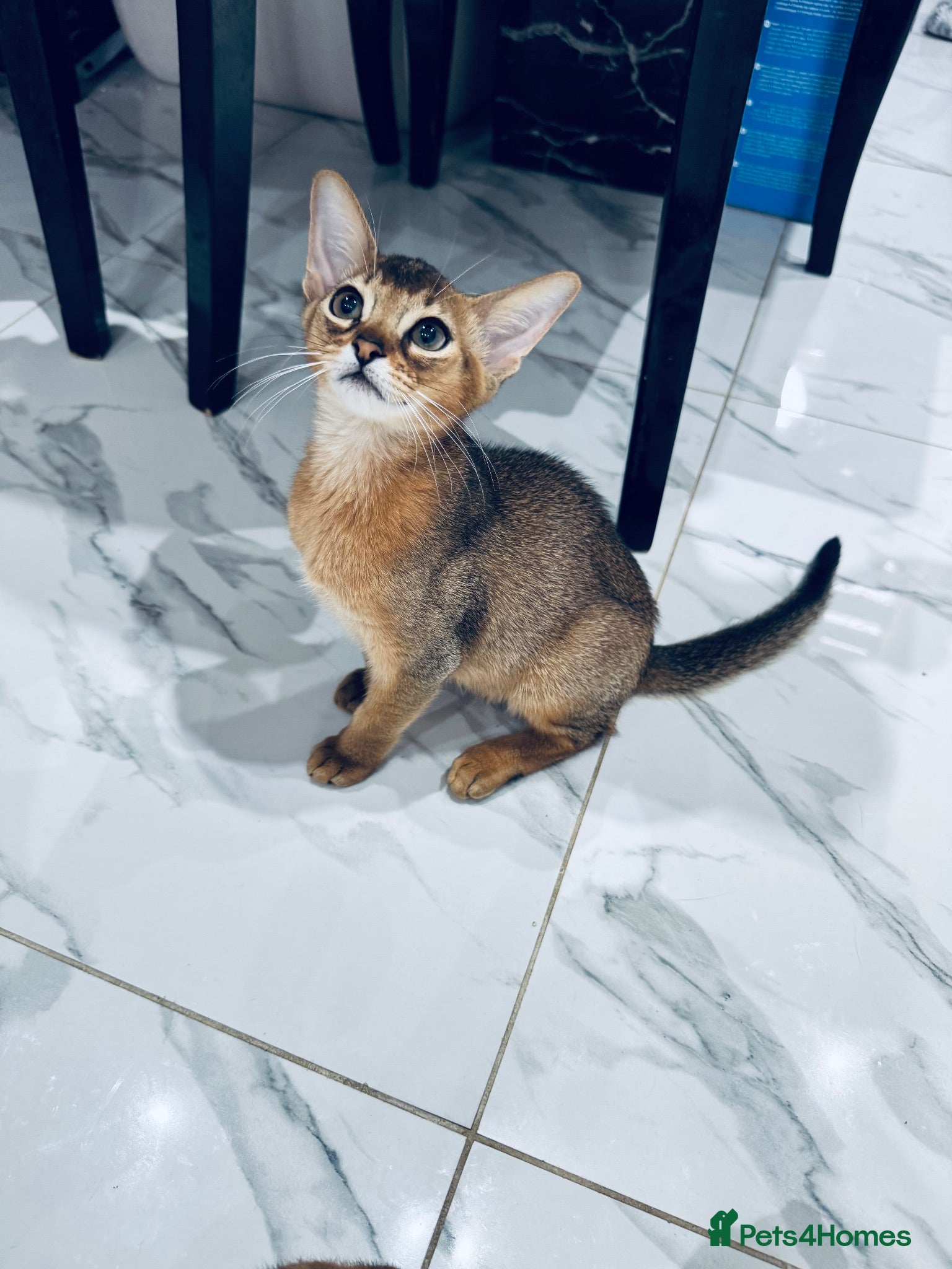 Abyssinian cats TICA registered girl left - Advert 2