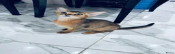 Abyssinian cats for sale: TICA registered boy and girl - Advert 6