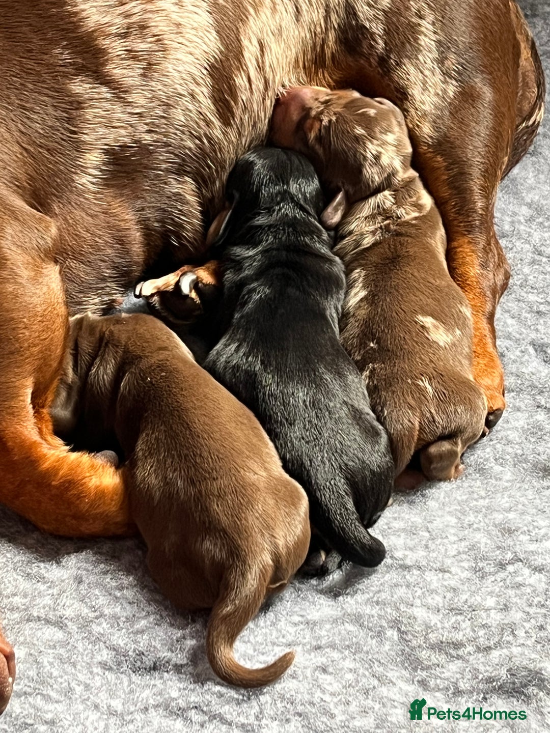 Miniature Dachshund dogs for sale: Miniature dachshund smooth hair puppies  - Image 2
