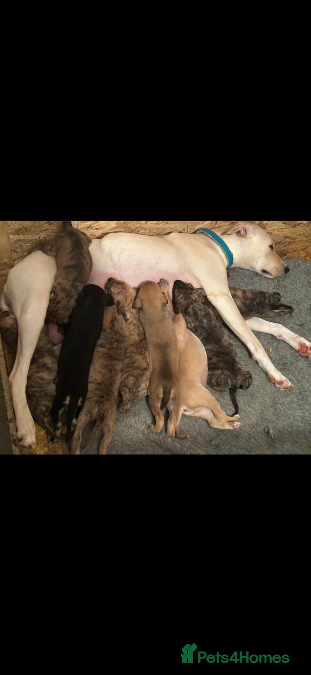 Mixed Breed dogs for sale: Lurcher puppies ready 14th march in Carnforth - Advert 2