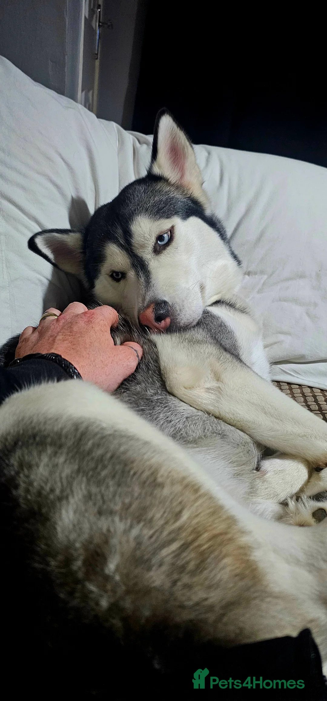 Siberian Husky dogs for sale: 8 Siberian Husky puppies Born Friday 13th February - Advert 1