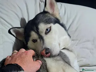 Siberian Husky dogs 8 Siberian Husky puppies Born Friday 13th February - Advert 1