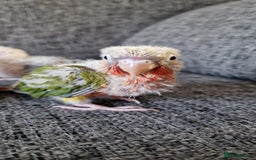 Conures birds for sale: Beautiful fully hand reared conure baby's  - Image 7
