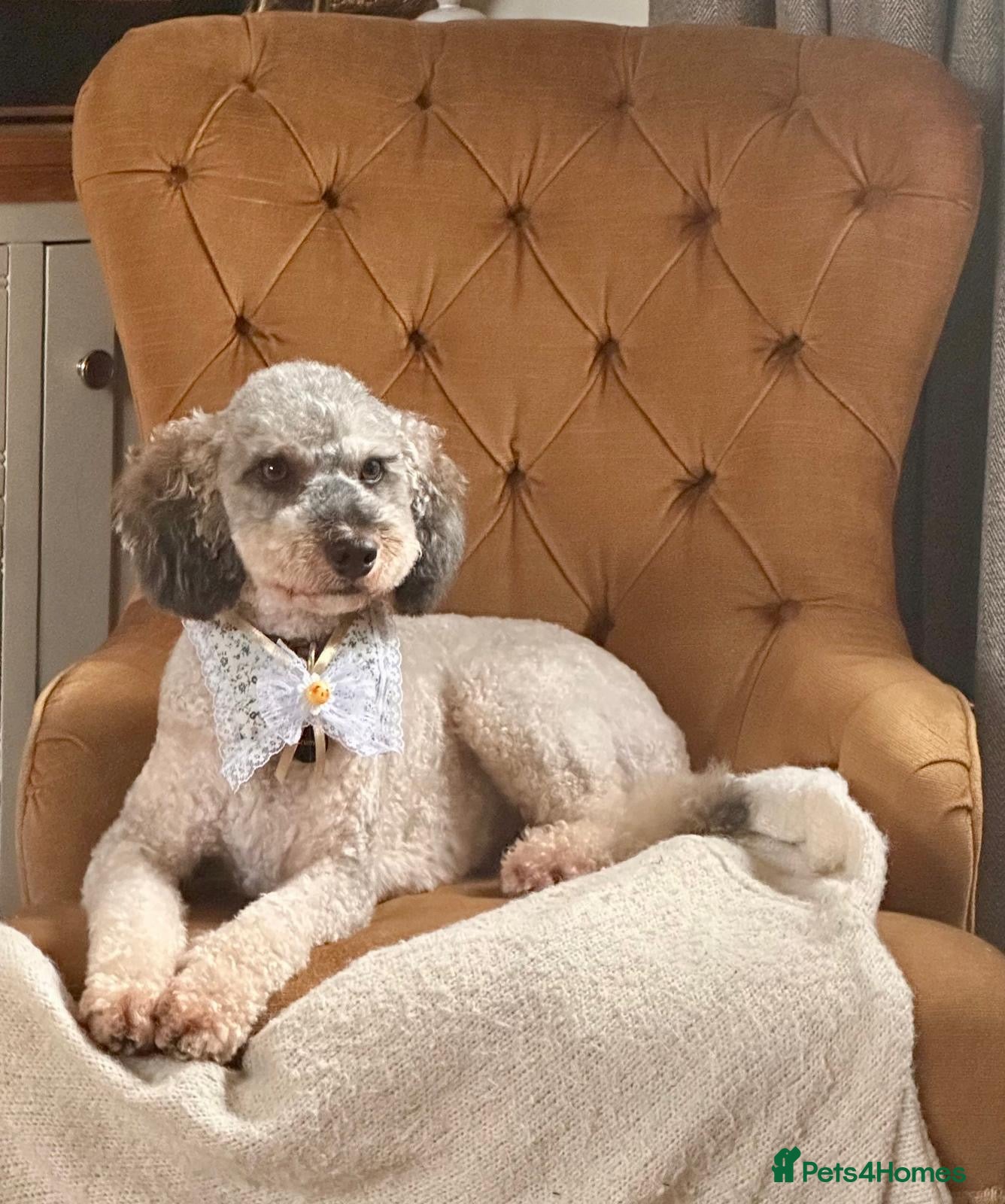 Cockapoo dogs 🐾 Beautiful F1bb Cockerpoo Puppies 🐾 - Advert 2
