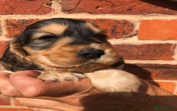 Cocker Spaniel dogs for sale: Pure beautiful show cocker spaniel puppies  - Image 5