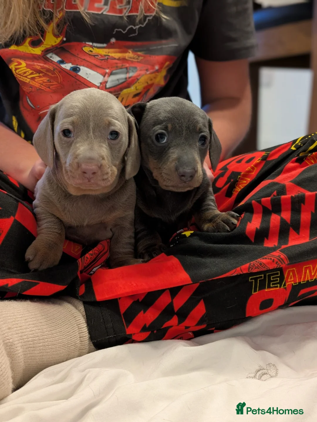 Miniature Dachshund dogs for sale: KC registered smooth hair miniature dachshund  - Advert 4