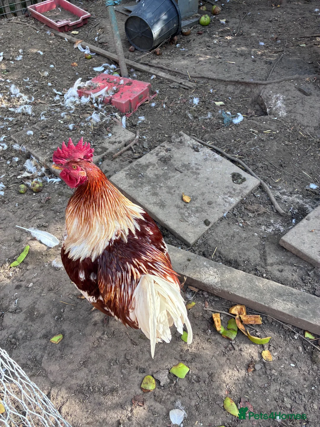 Chickens poultry for sale: Rhode Island Red/ Leghorn cockerel  - Advert 2